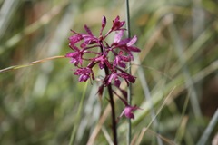 Dipodium punctatum