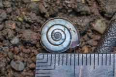 Cernuella aginnica