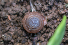 Oestophorella buvinieri