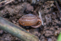 Oestophorella buvinieri