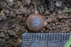 Oestophorella buvinieri