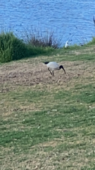 Threskiornis molucca