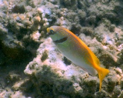 Siganus doliatus