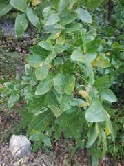 Pistacia atlantica mutica