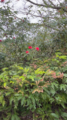 Calliandra haematocephala