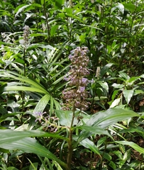 Pollia macrophylla