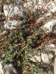 Andrachne telephioides