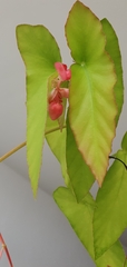 Begonia maculata