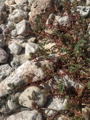 Andrachne telephioides