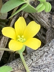 Oxalis exilis