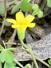 Oxalis exilis
