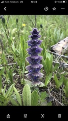 Ajuga orientalis
