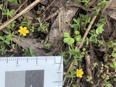 Oxalis exilis