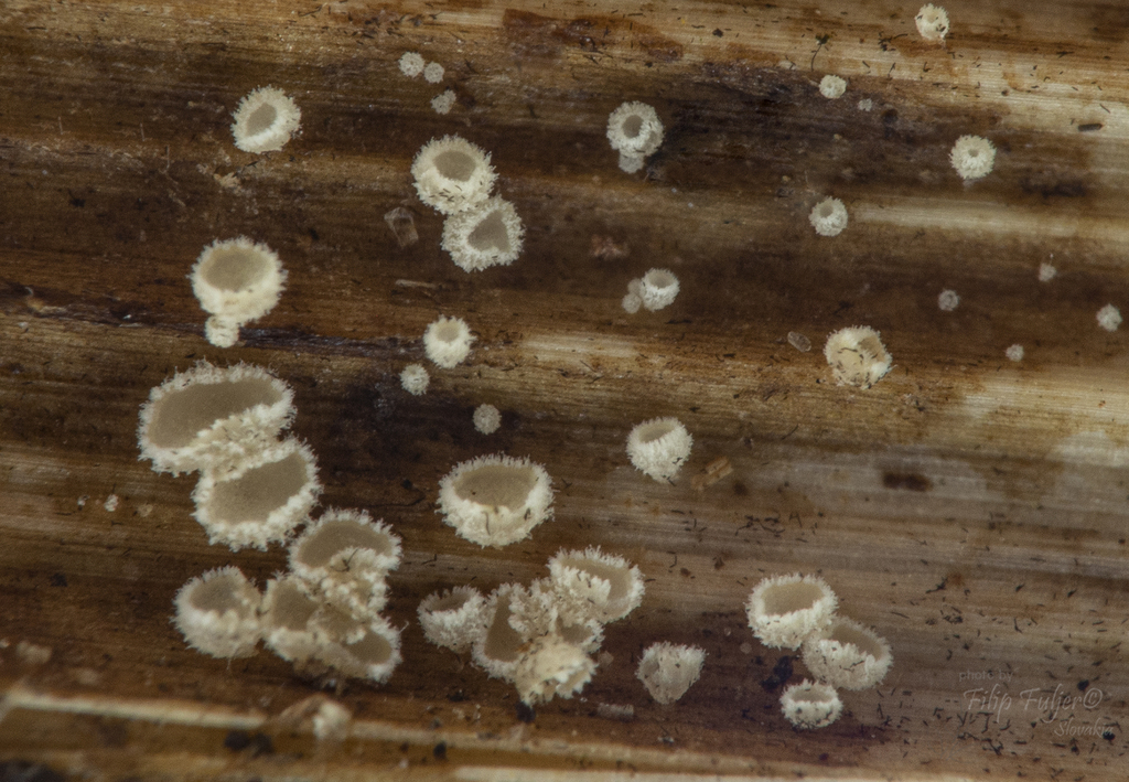 Cistella aconiti