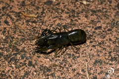 Cherax