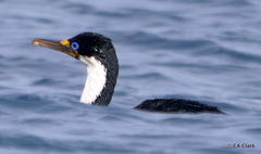 Leucocarbo purpurascens