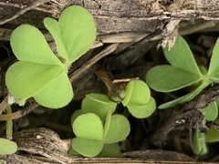 Oxalis exilis