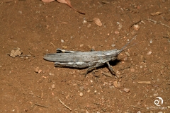 Coryphistes