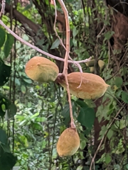 Sterculia guttata