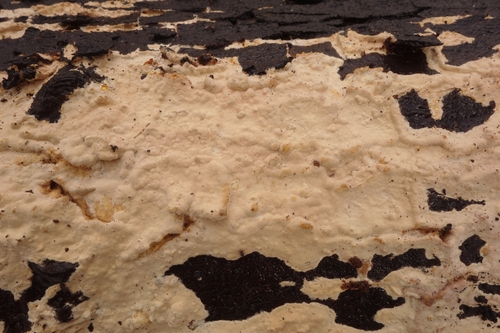 Representative image of Baltazaria galactina