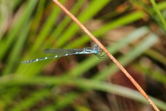 Austrolestes minjerriba