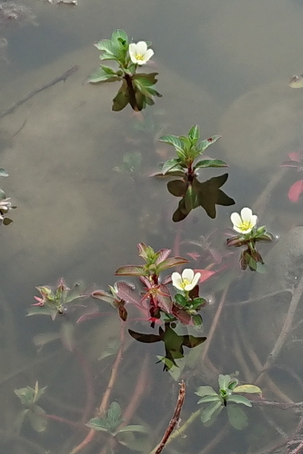 Ludwigia adscendens iNat (2)