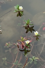 Ludwigia adscendens
