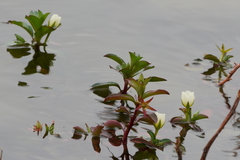 Ludwigia adscendens