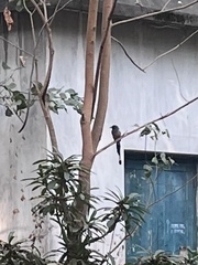 Dendrocitta vagabunda