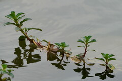 Ludwigia adscendens