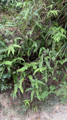 Dicranopteris linearis