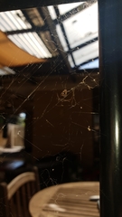 Cryptachaea veruculata