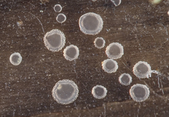 Orbilia crenatomarginata