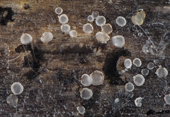 Orbilia crenatomarginata