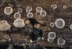 Orbilia crenatomarginata