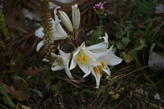 Lilium candidum