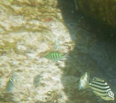 Abudefduf whitleyi