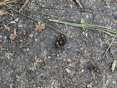 Sylvilagus palustris