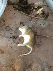 Peromyscus maniculatus