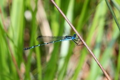 Austrolestes minjerriba