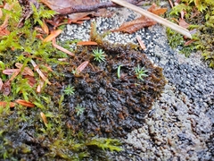 Andreaea