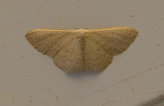 Scopula optivata