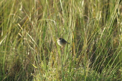 Cisticola