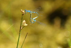 Coenagrion scitulum