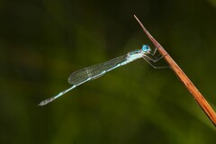 Austrolestes minjerriba