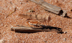 Qualetta maculata