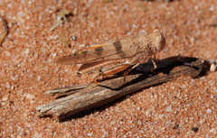 Qualetta maculata