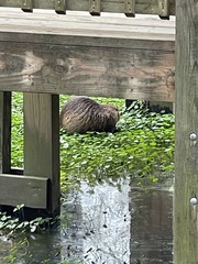 Myocastor coypus