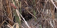 Ondatra zibethicus
