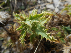 Carduus defloratus carlinifolius